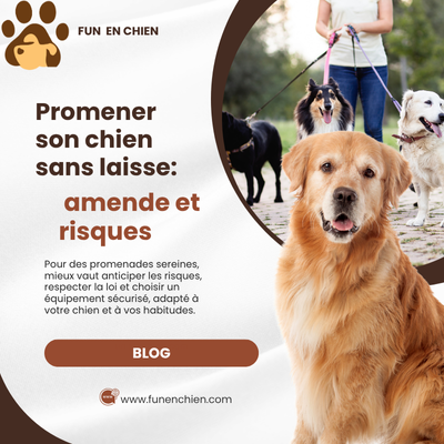 Promener son chien sans laisse : amende et risques