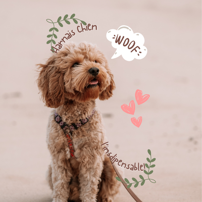 Harnais pour chien: un accessoire essentiel et indispensable pour la promenade du chien