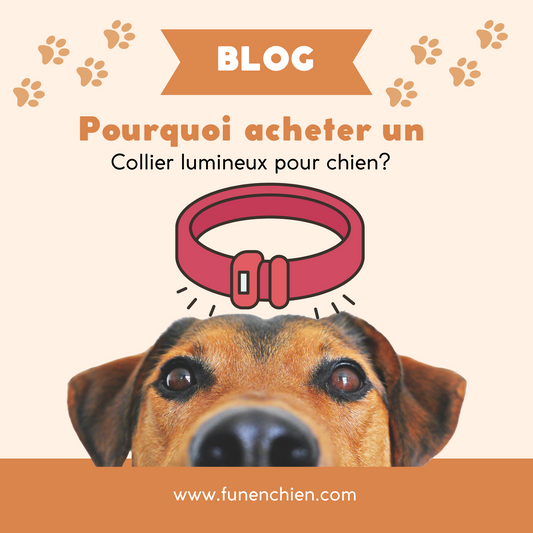 Pourquoi acheter un Collier lumineux pour chien?