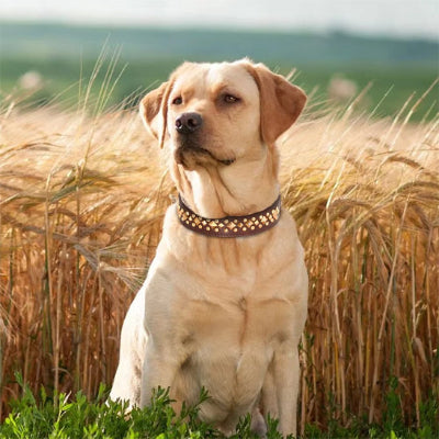 COLLIER CUIR CHIEN-CLOUTÉ