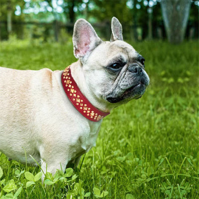 COLLIER CUIR CHIEN-CLOUTÉ