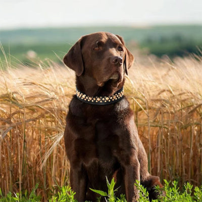 COLLIER CUIR CHIEN-CLOUTÉ
