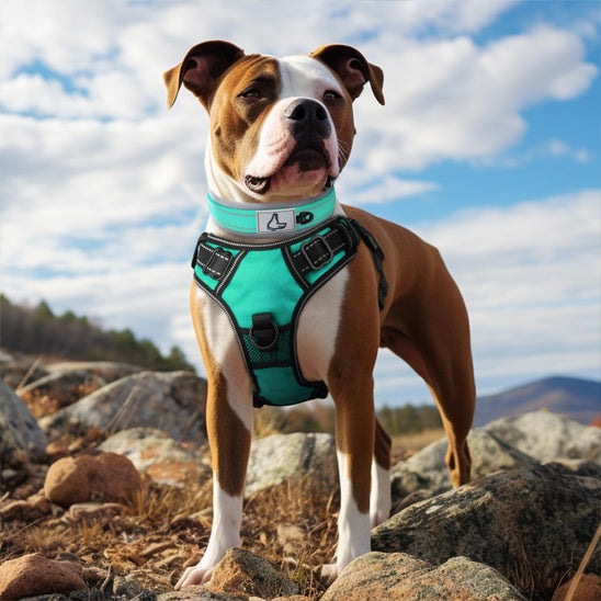 Collier pour chien turquoise