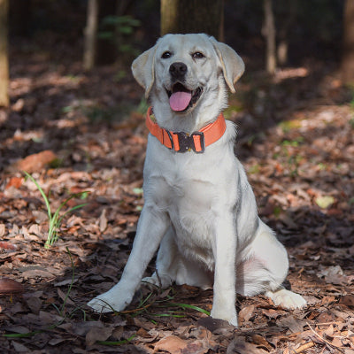 Collier chien-Majestic K9 ORANGE