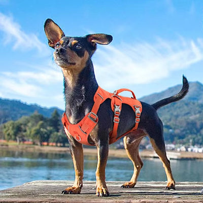 Harnais chien-ROBUSTE orange