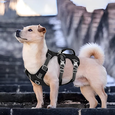 Harnais chien-ROBUSTE
