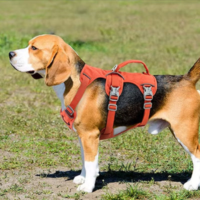 Harnais chien-ROBUSTE