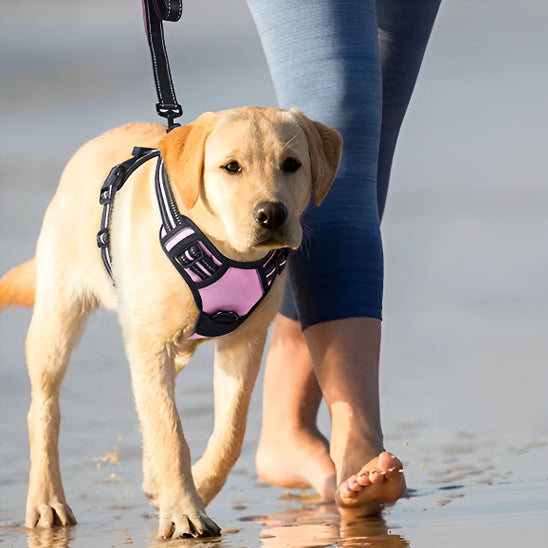 Harnais chien anti traction | ChienZen