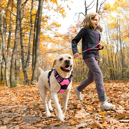 Harnais chien anti traction | ChienZen