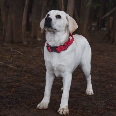 Collier chien-Majestic K9 ROUGE