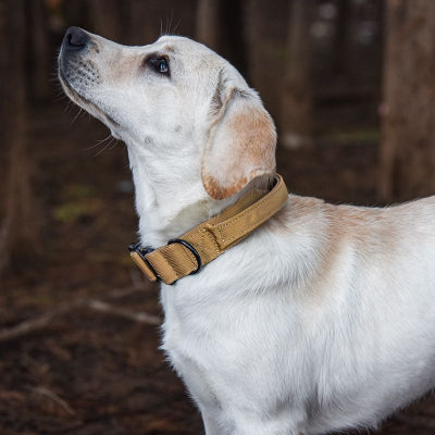 Collier chien-Majestic K9 DORĂ