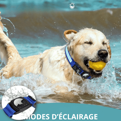 collier gps pour chien - LED - Fun en chien