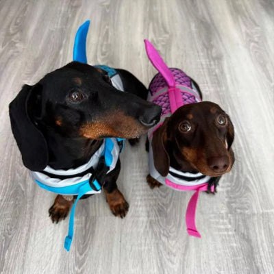 Gilet de sauvetage chien