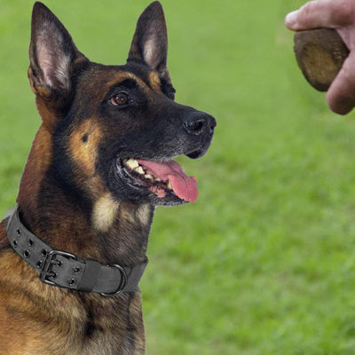 Collier chien-TacticK9