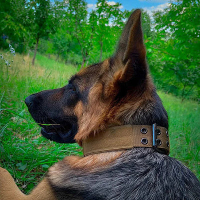 Collier chien-TacticK9
