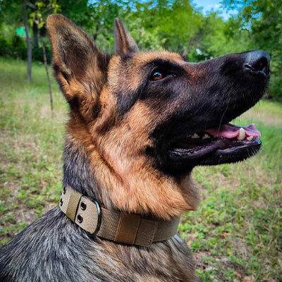 Collier chien-TacticK9