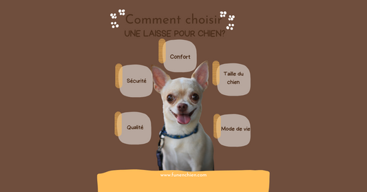 Laisse pour chien