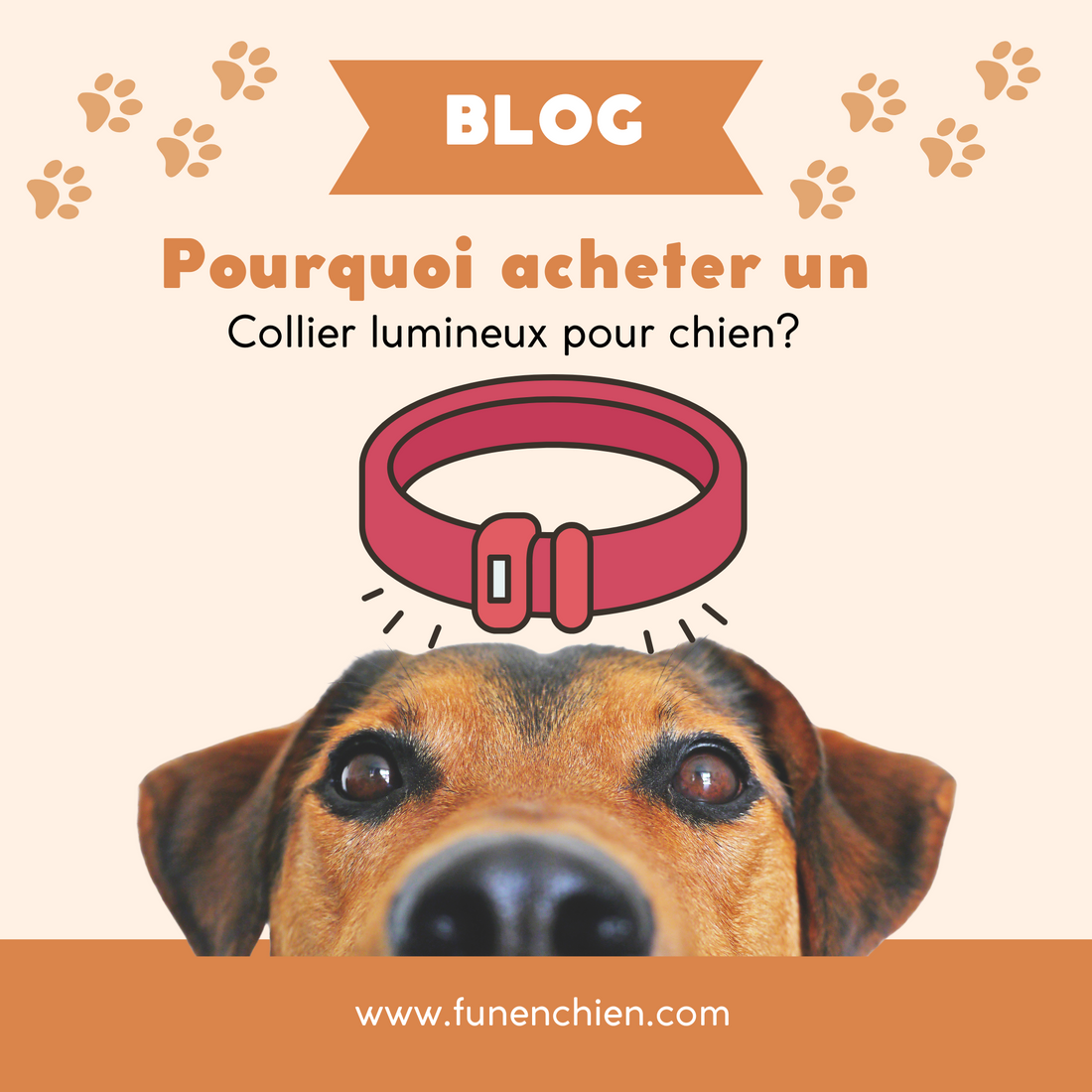 Pourquoi acheter un Collier lumineux pour chien?