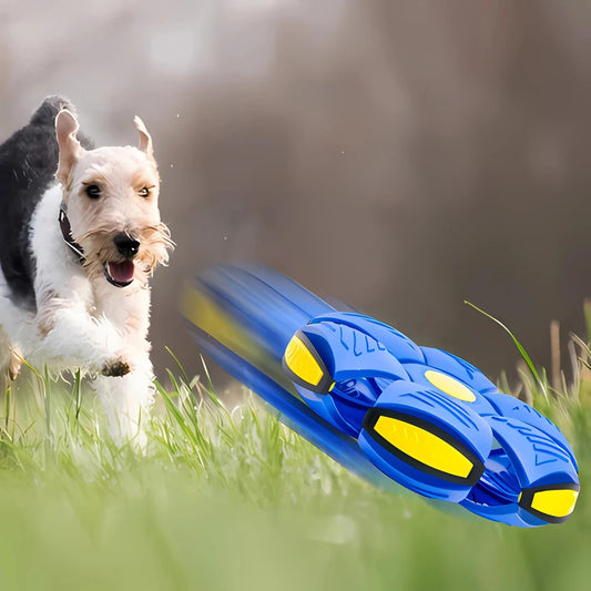 CHIEN QUI COUR APRES UNE BALLE FRISBEEVOLANTE BLEU