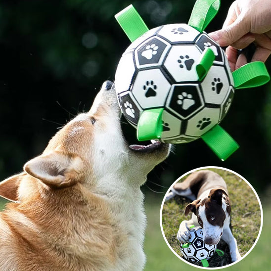 2 chiens jouant avec leur ballon de foot 