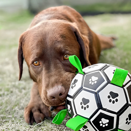 labrador chocolat couche au sol avec son ballon de foot