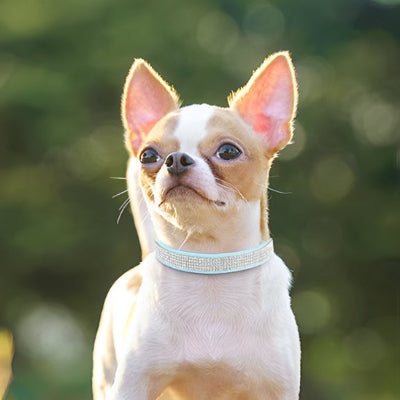 COLLIER CHIEN-Crystal BLEU