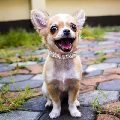 COLLIER CHIEN-Crystal ROSE
