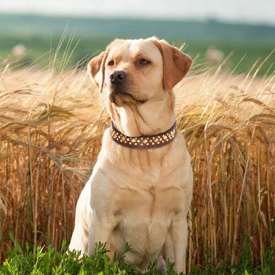 COLLIER CUIR CHIEN-CLOUTÉ