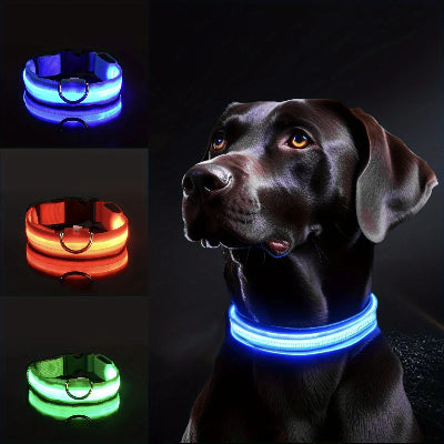 CHIEN LABRADOR CHOCOLAT AVEC COLLIER LUMINEUX AU DEL DE COULEUR BLEU