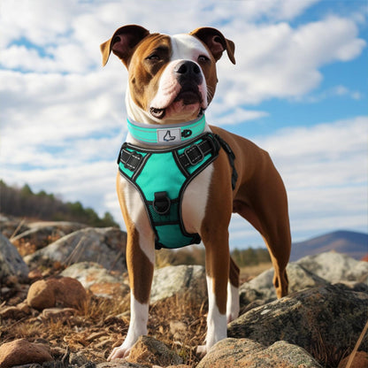 Collier pour chien turquoise