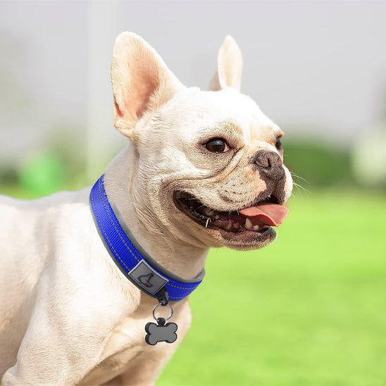 Collier pour chien bleu