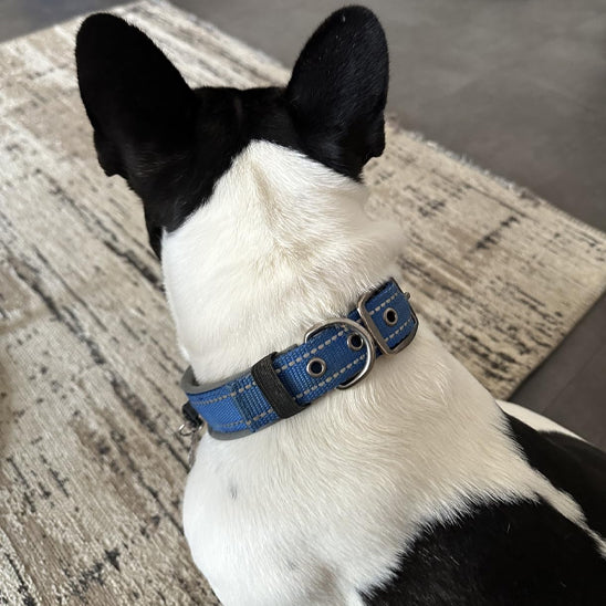 Collier pour chien bleu