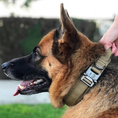 CHIEN BERGER ALLEMAND RETENU PAR LA POIGNE DE SON COLLIER