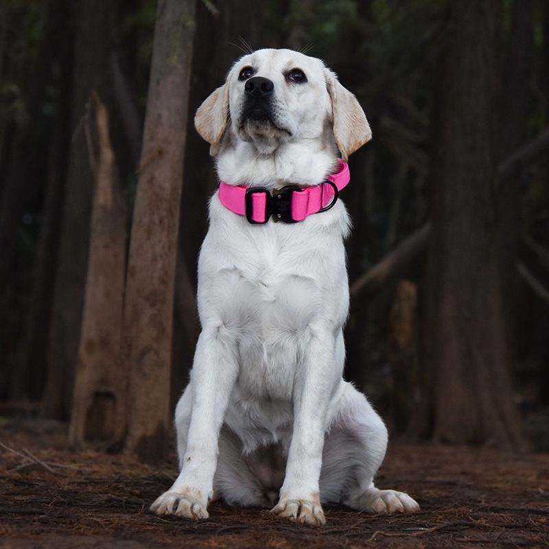 Collier chien-Majestic K9 ROSE