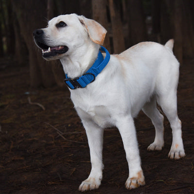 Collier chien-Majestic K9 BLEU