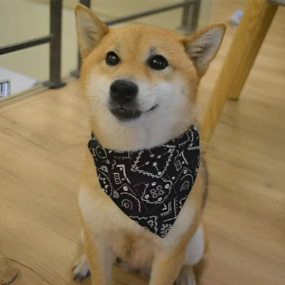 SHIBA NU AVEC SON COLLIER CHIEN STYLE BANDANA NOIR