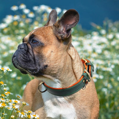 Collier chien personnalisé-CUIR
