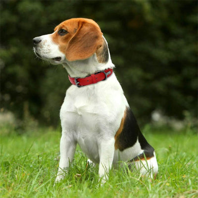 Collier cuir chien