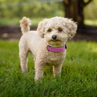 Collier cuir chien