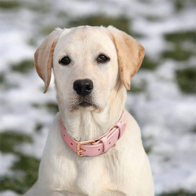 Collier cuir chien rose