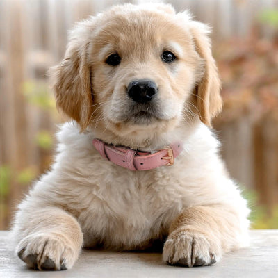 Collier cuir chien  rose