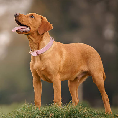 Collier cuir chien rose