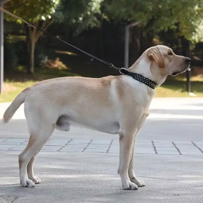 labrador blond avec collier rivet et laisse noir