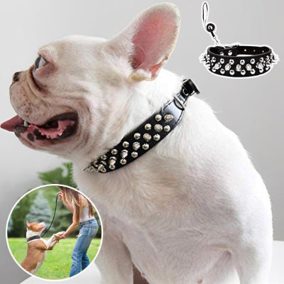 chien bouledogue francais avec collier en spike de couleur noir