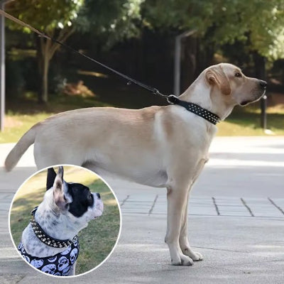 labrador blond et boston terrier portant un collier en cuir avec rivet