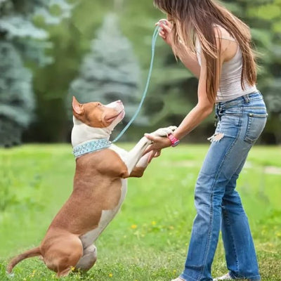 chien debout sur deux pattes prenant les mains de sa maitresse dans un parc