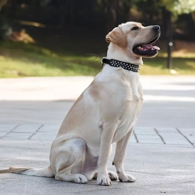 Labrador blond assis sur le trottoir portant un collier en cuir avec rivet