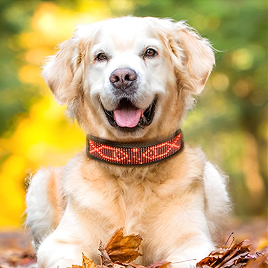 Collier lumineux chien | GraffiCollar™