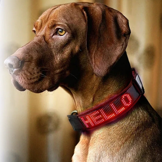 Collier lumineux chien | GraffiCollar™