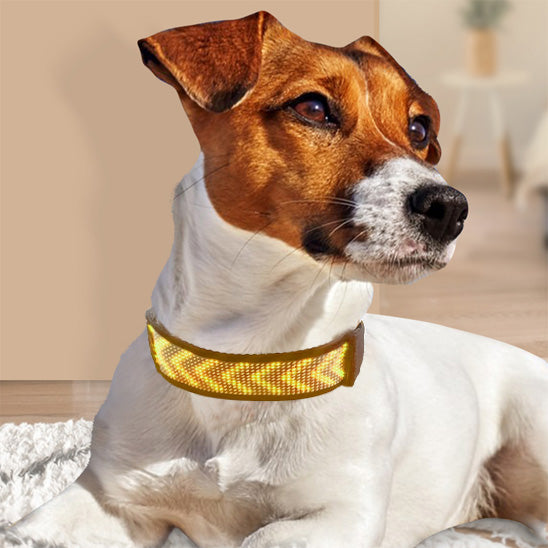 Collier lumineux chien | GraffiCollar™